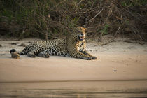 Jaguar male, Northern Pantanal, Mato Grosso, Brazil von Danita Delimont