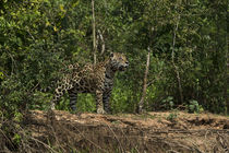 Jaguar male von Danita Delimont