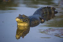 Yacare Caiman von Danita Delimont