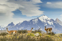 South America, Chile, Patagonia, Torres del Paine by Danita Delimont