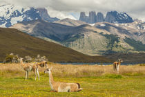 South America, Chile, Patagonia, Torres del Paine National Park von Danita Delimont