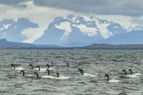 South America, Chile, Patagonia, Ultima Esperanza Sound by Danita Delimont