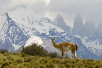 Guanaco with Paine Towers in background, Torres Del Paine Na... by Danita Delimont