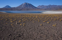 Miniques Lake, Altiplano of Northern Chile by Danita Delimont