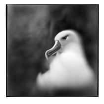 Gray-headed Albatross, Diego Ramirez Island, Chile von Danita Delimont