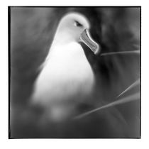 Gray-headed Albatross, Diego Ramirez Island, Chile by Danita Delimont