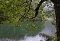 South America. Temperate rainforest and Lago Chico. Huerqueh... von Danita Delimont