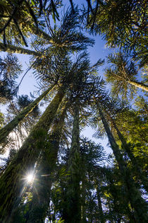 Huerquehue National Park, Chile von Danita Delimont