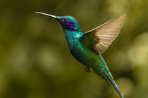 Ecuador, Galapagos National Park, Nono by Danita Delimont