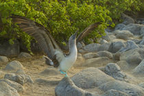 Ecuador, Galapagos National Park, San Cristobal von Danita Delimont