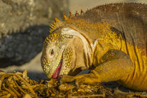 Ecuador, Galapagos National Park von Danita Delimont