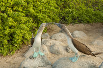 Ecuador, Galapagos National Park, San Cristobal von Danita Delimont