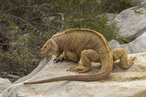 Ecuador, Galapagos National Park von Danita Delimont