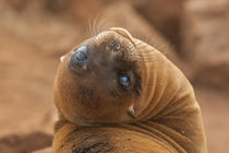 Ecuador, Galapagos National Park by Danita Delimont