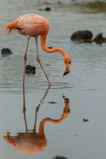 Ecuador, Galapagos National Park von Danita Delimont