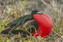 Ecuador, Galapagos National Park von Danita Delimont