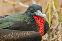 Ecuador, Galapagos National Park von Danita Delimont