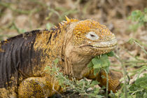 Ecuador, Galapagos, North Seymour von Danita Delimont