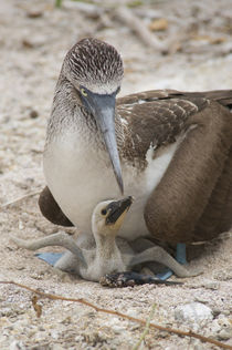 Ecuador, Galapagos, Lobos Island von Danita Delimont