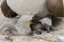 Ecuador, Galapagos, Lobos Island by Danita Delimont