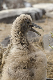 Ecuador, Galapagos, Espanola Island, Punta Suarez von Danita Delimont