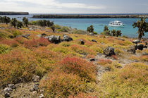 Ecuador, Galapagos, South Plaza Island by Danita Delimont