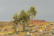 Ecuador, Galapagos, South Plaza Island by Danita Delimont