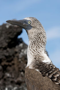 Ecuador, Galapagos, Santa Cruz Island, Black Turtle Cove by Danita Delimont