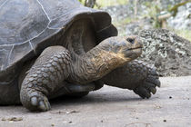 Giant Tortoise in highlands of Floreana Island, Galapagos Islands von Danita Delimont