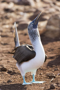 Ecuador, Galapagos Islands, North Seymour Island, blue-footed booby, von Danita Delimont