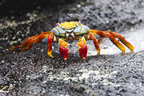 Ecuador, Galapagos Islands, Sombrero Chino, Sally Lightfoot crab, von Danita Delimont