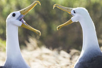 Ecuador, Galapagos Islands, Espanola, Punta Suarez, waved albatross, by Danita Delimont