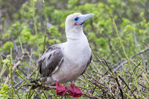 Ecuador, Galapagos Islands, Genovesa, Darwin Bay Beach, red-... von Danita Delimont