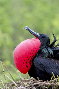 Ecuador, Galapagos Islands, Genovesa, Darwin Bay Beach, grea... von Danita Delimont