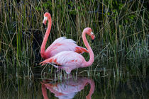 Ecuador, Galapagos Islands, Isabela, Punta Moreno, greater flamingo, von Danita Delimont