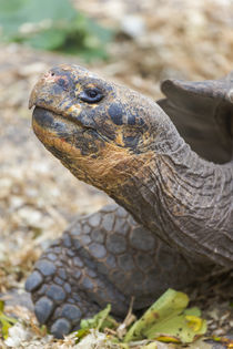 Ecuador, Galapagos Islands, Santa Cruz, Puerto Ayora, Charle... von Danita Delimont