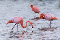 Ecuador, Galapagos Islands, Floreana, Punta Cormoran, greate... by Danita Delimont