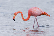 Ecuador, Galapagos Islands, Floreana, Punta Cormoran, greate... by Danita Delimont