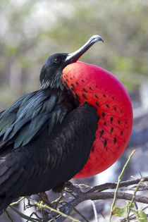 Ecuador, Galapagos Islands, Genovesa, Darwin Bay Beach, grea... von Danita Delimont