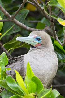 Ecuador, Galapagos Islands, Genovesa, Darwin Bay Beach, red-... von Danita Delimont