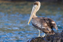 Ecuador, Galapagos Islands, Santa Cruz, Isla Eden, brown pel... von Danita Delimont