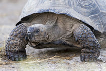 Ecuador, Galapagos Islands, Isabela, Urvina Bay, Galapagos g... von Danita Delimont