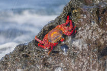 Ecuador, Galapagos Islands, Isabela, Urvina Bay, Sally Light... von Danita Delimont