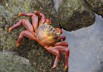 South America, Ecuador, Galapagos Islands, Santa Cruz Island von Danita Delimont