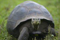 South America, Ecuador, Galapagos Islands, Santa Cruz Island by Danita Delimont