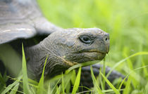 South America, Ecuador, Galapagos Islands, Santa Cruz Island by Danita Delimont