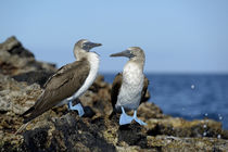 South America, Ecuador, Galapagos Islands, Isabela Island von Danita Delimont