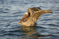 South America, Ecuador, Galapagos Islands, Isabela Island von Danita Delimont