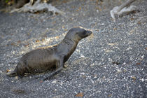 South America, Ecuador, Galapagos Islands, Isabela Island von Danita Delimont