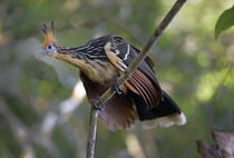 Ecuador, Orellana, Napo River von Danita Delimont